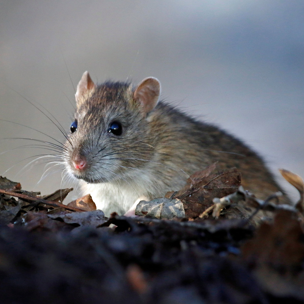 Eradication des rongeurs à Clichy (92110) dans les Hauts-de-Seine (92) et en Ile de France