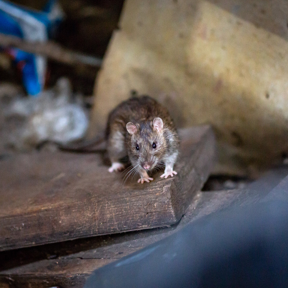 Eradication des rongeurs dans les Hauts-de-Seine (92) et en Ile de France