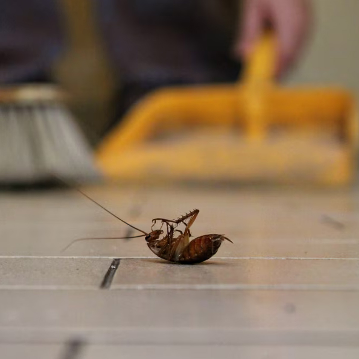 Eradication de toute infestation d'insectes volants ou rampants à Courbevoie (92400) dans les Hauts-de-Seine (92) et en Ile de France